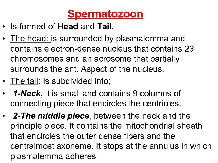 Spermatozoon • Is formed of Head and Tail. • The head: is surrounded by