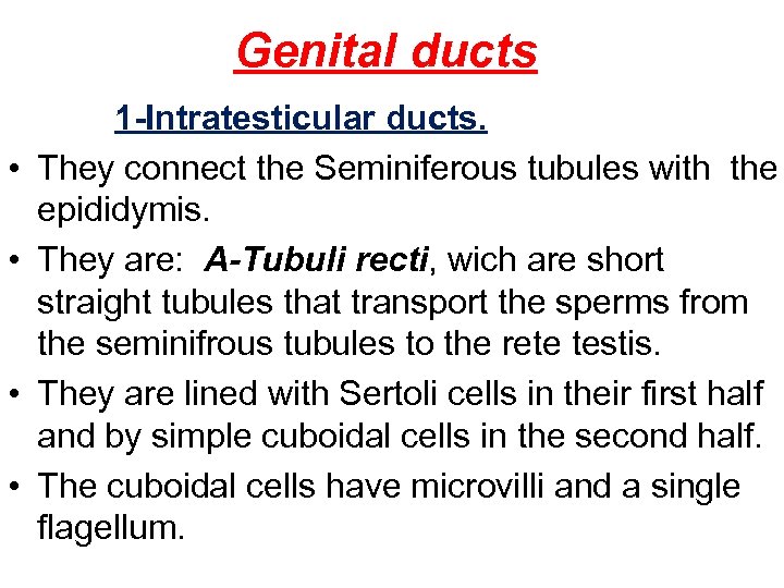 Genital ducts • • 1 -Intratesticular ducts. They connect the Seminiferous tubules with the