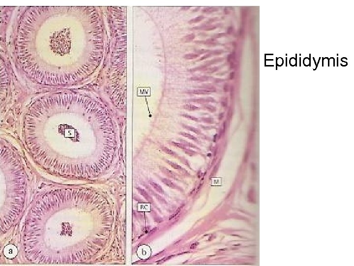 he Epididymis 