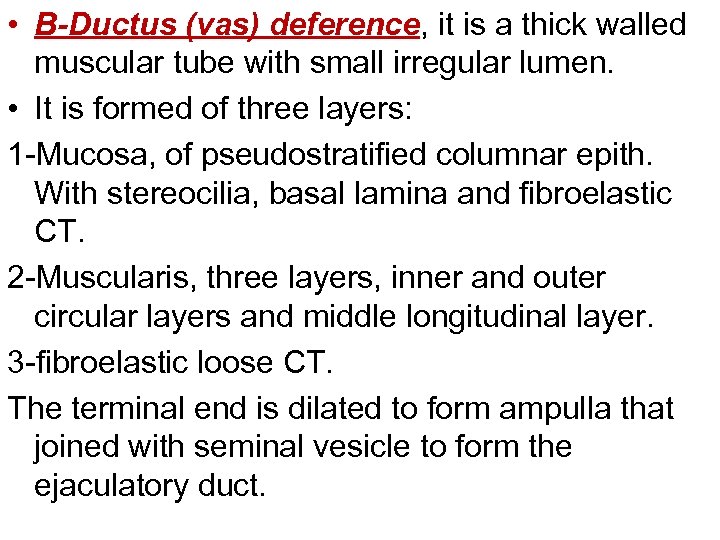  • B-Ductus (vas) deference, it is a thick walled muscular tube with small