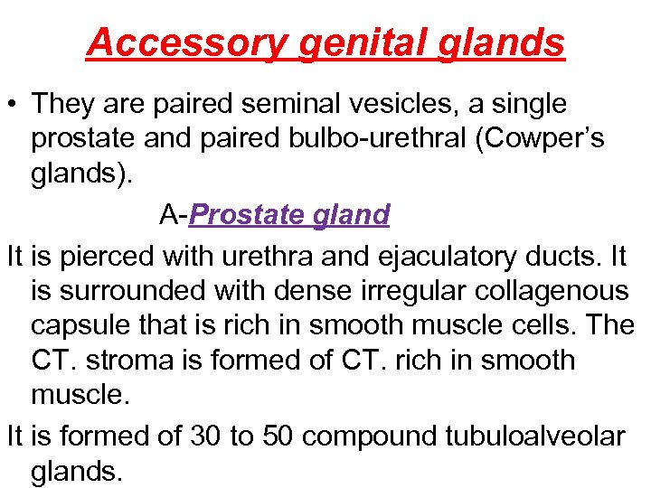 Accessory genital glands • They are paired seminal vesicles, a single prostate and paired