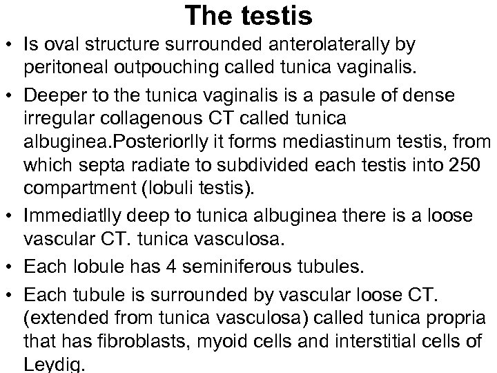 The testis • Is oval structure surrounded anterolaterally by peritoneal outpouching called tunica vaginalis.