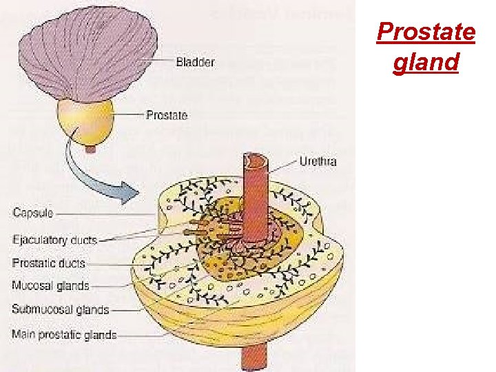 Prostate gland 