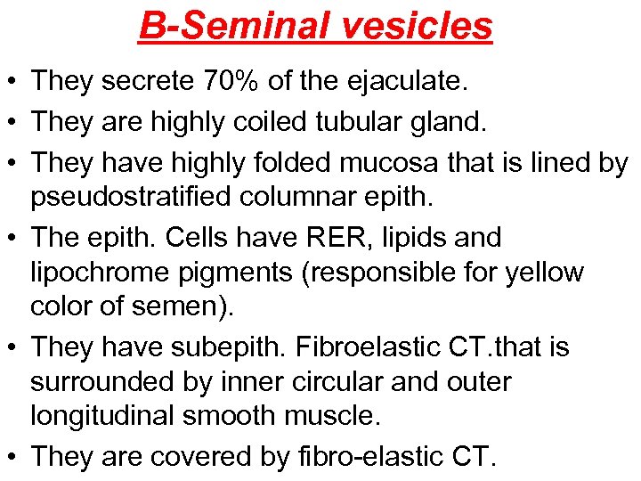 B-Seminal vesicles • They secrete 70% of the ejaculate. • They are highly coiled