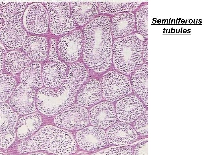 Seminiferous tubules 