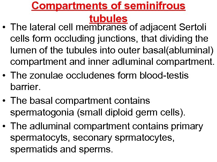 Compartments of seminifrous tubules • The lateral cell membranes of adjacent Sertoli cells form
