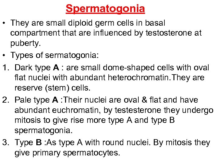 Spermatogonia • They are small diploid germ cells in basal compartment that are influenced