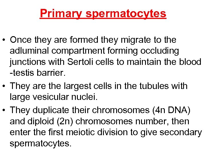 Primary spermatocytes • Once they are formed they migrate to the adluminal compartment forming