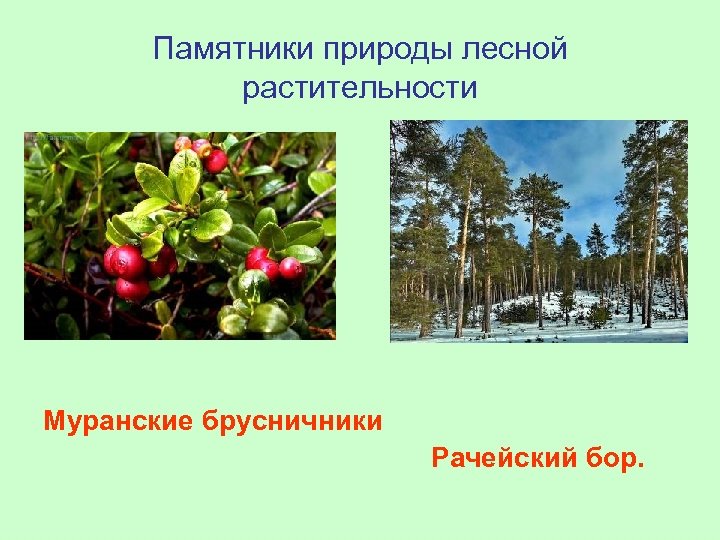 Памятники природы лесной растительности Муранские брусничники Рачейский бор. 