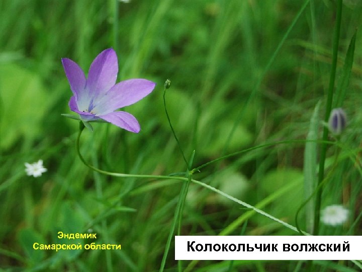 Эндемик Самарской области Колокольчик волжский 