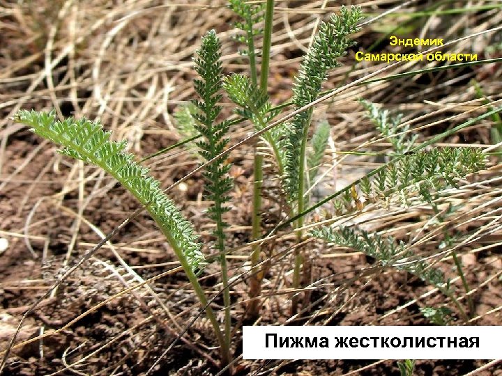 Эндемик Самарской области Пижма жестколистная 