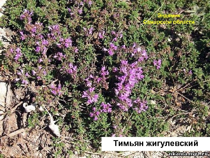 Эндемик Самарской области Тимьян жигулевский 