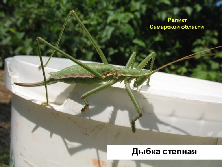  Реликт Самарской области Дыбка степная 