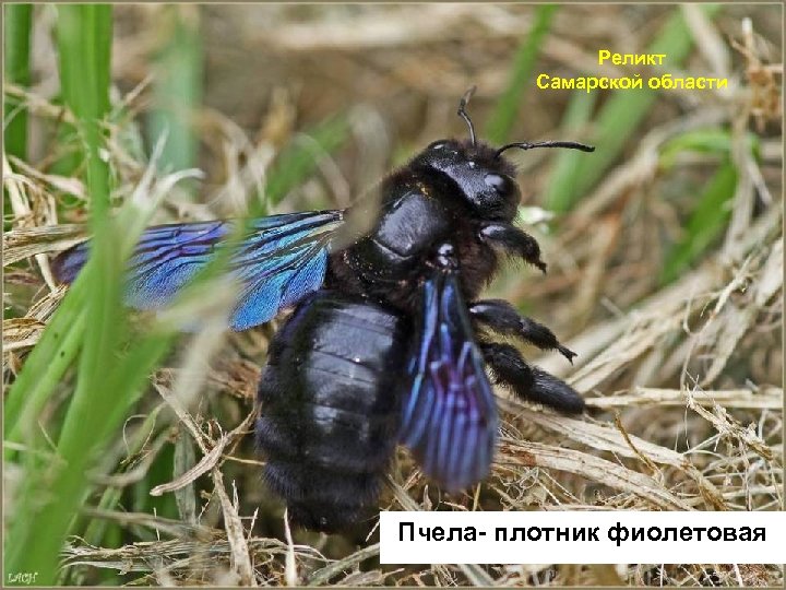 Реликт Самарской области Пчела- плотник фиолетовая 