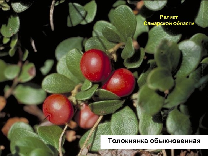 Реликт Самарской области Толокнянка обыкновенная 