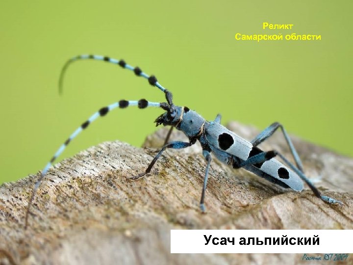 Реликт Самарской области Усач альпийский 