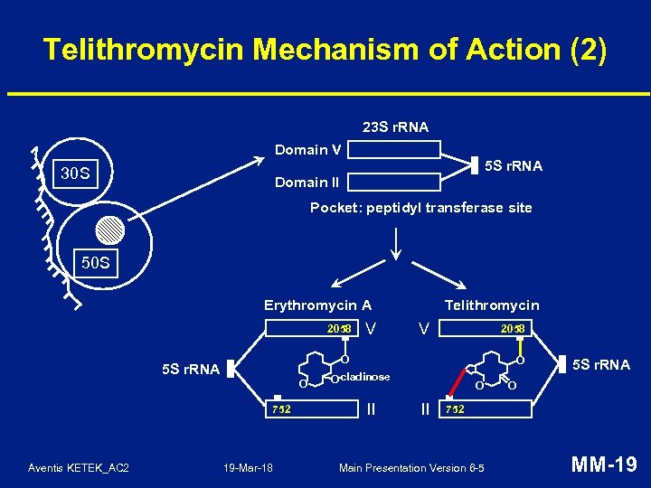 Telithromycin Mechanism of Action (2) 23 S r. RNA Domain V 5 S r.
