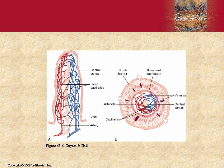 Figure 65 -6; Guyton & Hall Copyright © 2006 by Elsevier, Inc. 