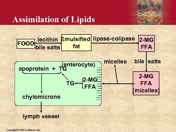 Assimilation of Lipids lecithin Emulsified lipase-colipase 2 -MG FOOD fat FFA bile salts (enterocyte)