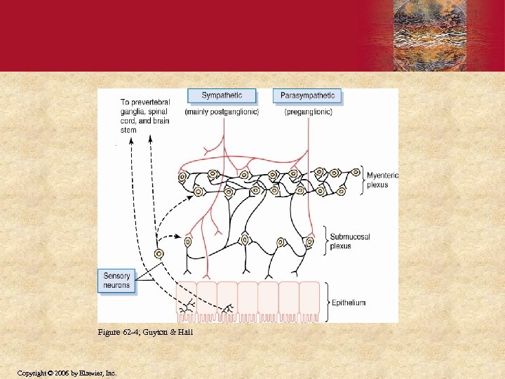 Figure 62 -4; Guyton & Hall Copyright © 2006 by Elsevier, Inc. 
