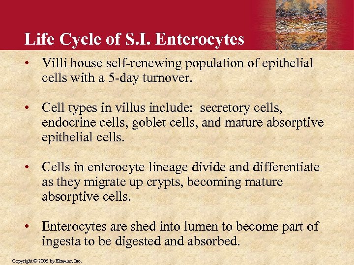 Life Cycle of S. I. Enterocytes • Villi house self-renewing population of epithelial cells