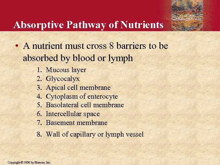 Absorptive Pathway of Nutrients • A nutrient must cross 8 barriers to be absorbed
