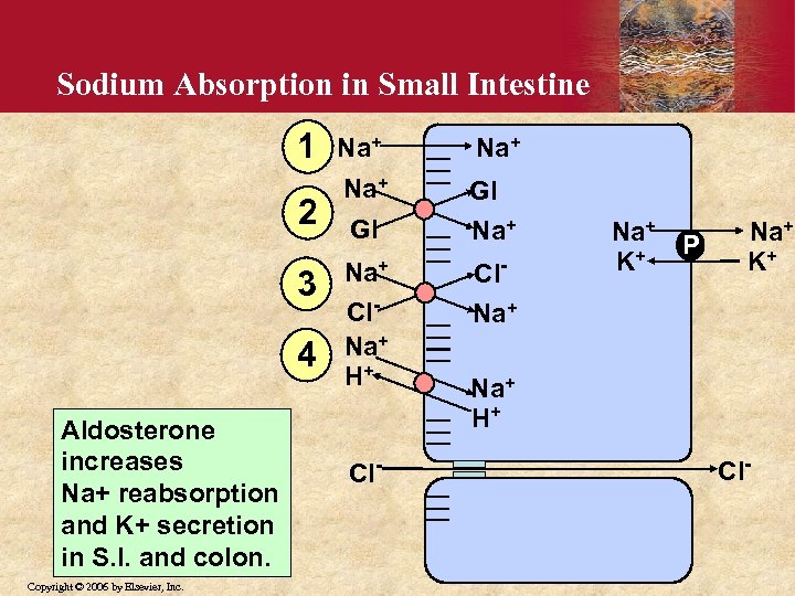 Sodium Absorption in Small Intestine 1 2 3 4 Aldosterone increases Na+ reabsorption and