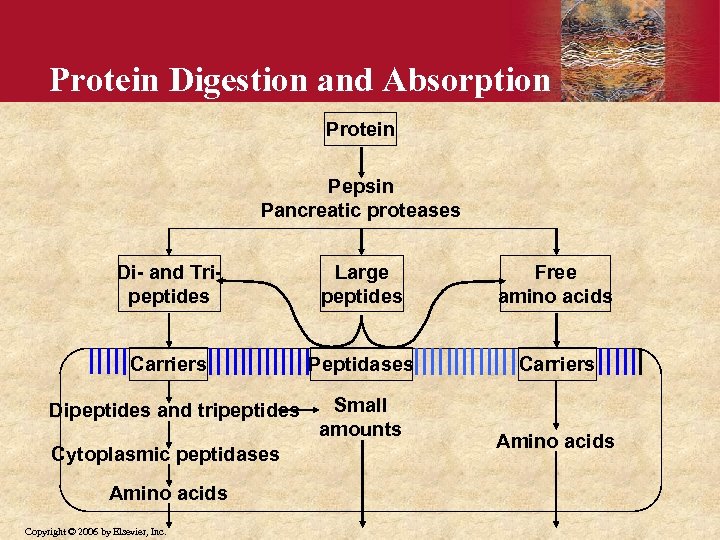 Protein Digestion and Absorption Protein Pepsin Pancreatic proteases Di- and Tripeptides Large peptides Free
