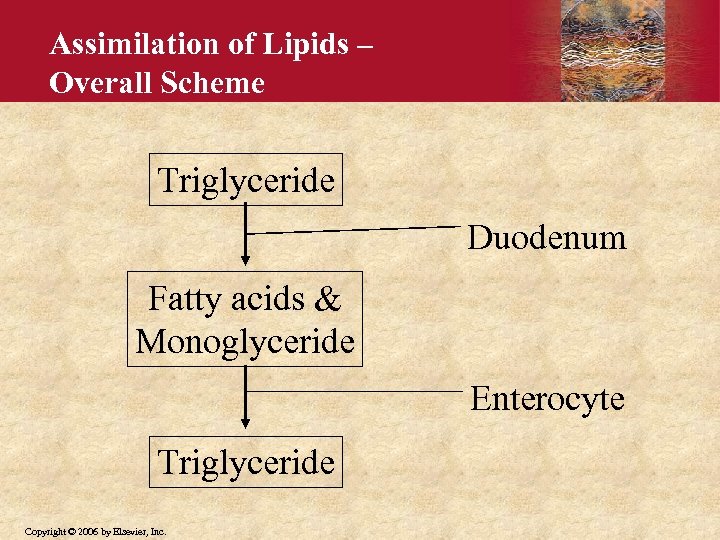 Assimilation of Lipids – Overall Scheme Triglyceride Duodenum Fatty acids & Monoglyceride Enterocyte Triglyceride