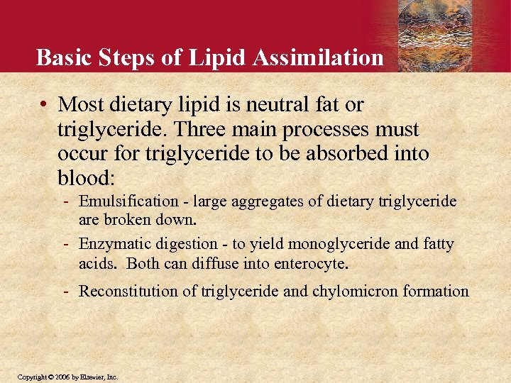 Basic Steps of Lipid Assimilation • Most dietary lipid is neutral fat or triglyceride.