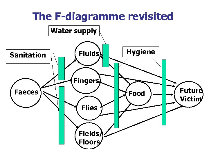 The F-diagramme revisited Water supply Sanitation Fluids Hygiene Fingers Faeces Food Flies Fields/ Floors