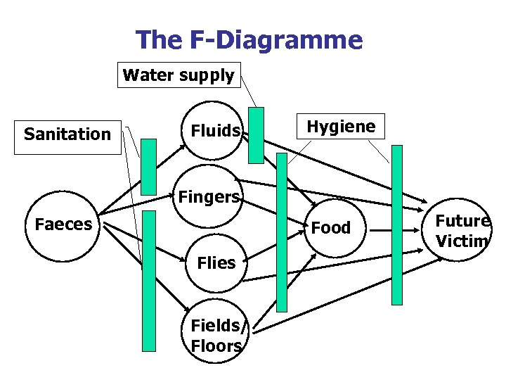 The F-Diagramme Water supply Sanitation Fluids Hygiene Fingers Faeces Food Flies Fields/ Floors Future