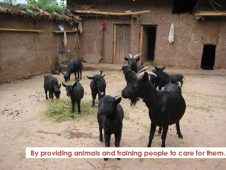 By providing animals and training people to care for them. 