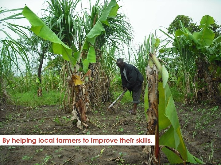 By helping local farmers to improve their skills. 