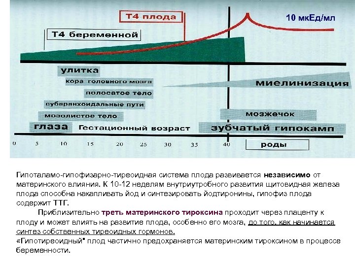 10 мк. Ед/мл Гипоталамо-гипофизарно-тиреоидная система плода развивается независимо от материнского влияния. К 10 -12