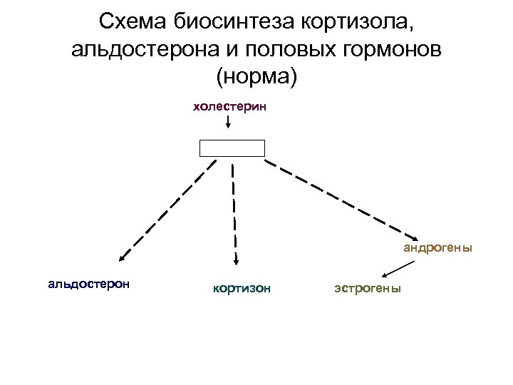 Схема биосинтеза кортизола, альдостерона и половых гормонов (норма) холестерин андрогены альдостерон кортизон эстрогены 
