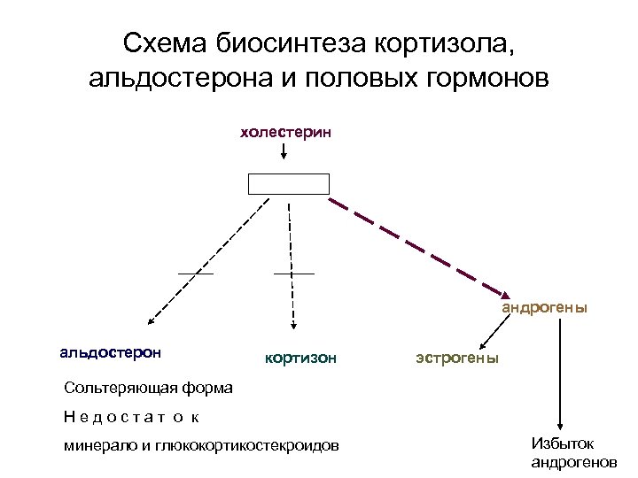 Схема образования андрогенов