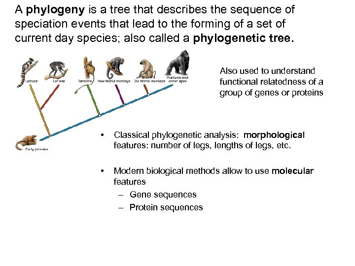 A phylogeny is a tree that describes the sequence of speciation events that lead