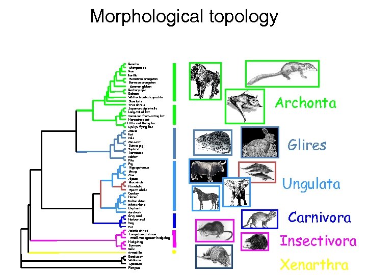 Morphological topology Bonobo Chimpanzee Man Gorilla Sumatran orangutan Bornean orangutan Common gibbon Barbary ape