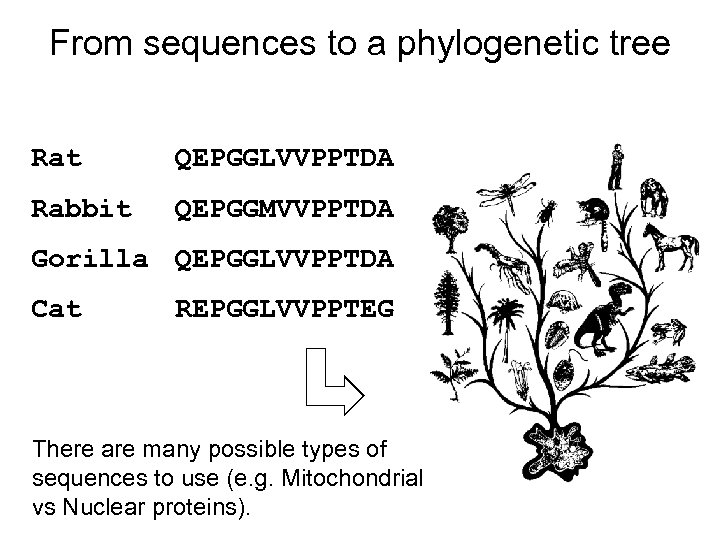 From sequences to a phylogenetic tree Rat QEPGGLVVPPTDA Rabbit QEPGGMVVPPTDA Gorilla QEPGGLVVPPTDA Cat REPGGLVVPPTEG