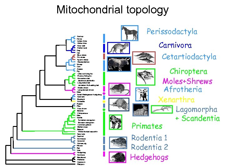 Mitochondrial topology Donkey Horse Indian rhino White rhino Grey seal Harbor seal Dog Cat