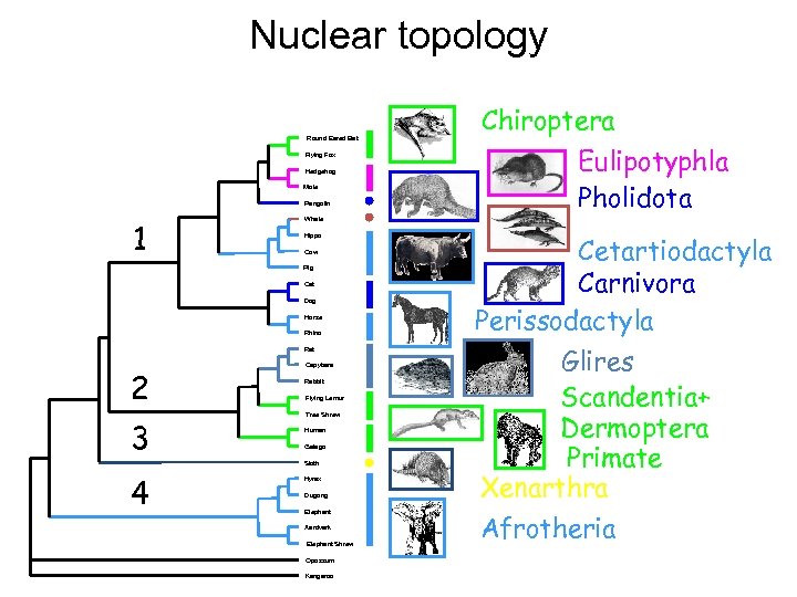 Nuclear topology Round Eared Bat Flying Fox Hedgehog Mole Pangolin 1 Cow Cat Dog