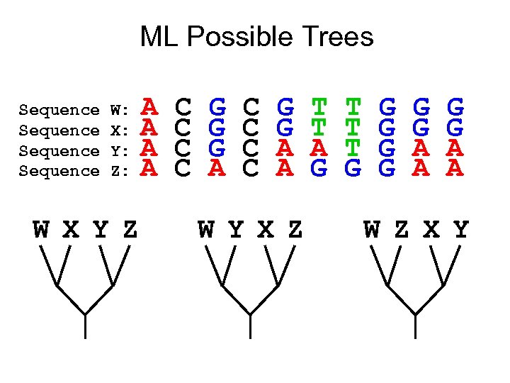 ML Possible Trees Sequence W: X: Y: Z: W X Y Z A A
