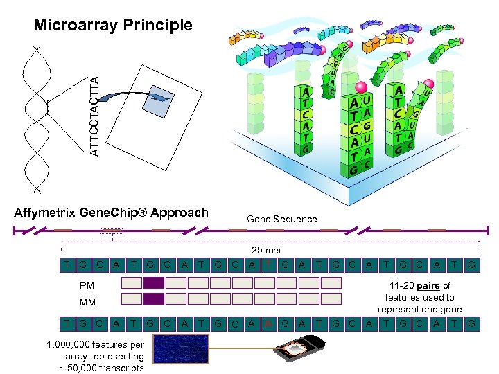 ATTCCTACTTA Microarray Principle Affymetrix Gene. Chip® Approach Gene Sequence 25 mer T G C