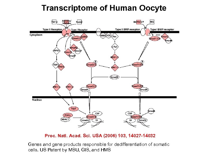 Transcriptome of Human Oocyte Proc. Natl. Acad. Sci. USA (2006) 103, 14027 -14032 Genes