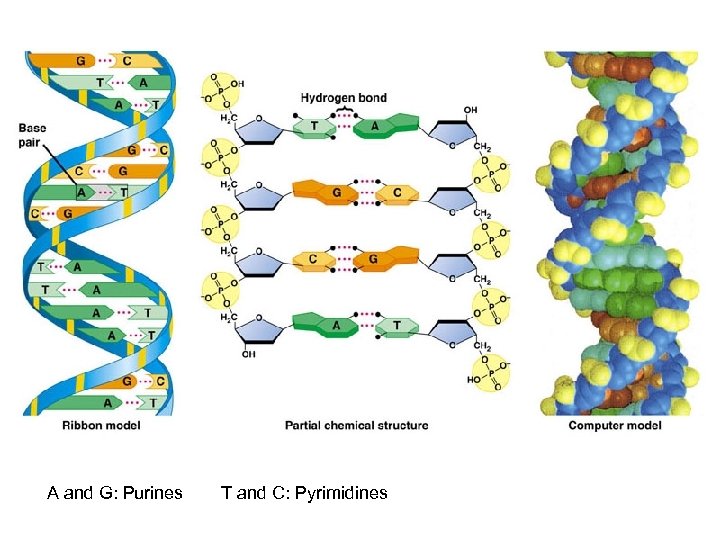 A and G: Purines T and C: Pyrimidines 