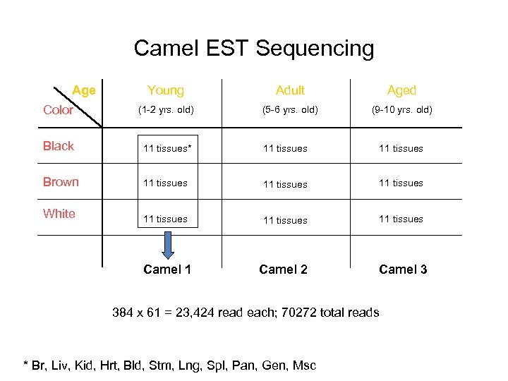 Camel EST Sequencing Age Young Adult Aged Color (1 -2 yrs. old) (5 -6