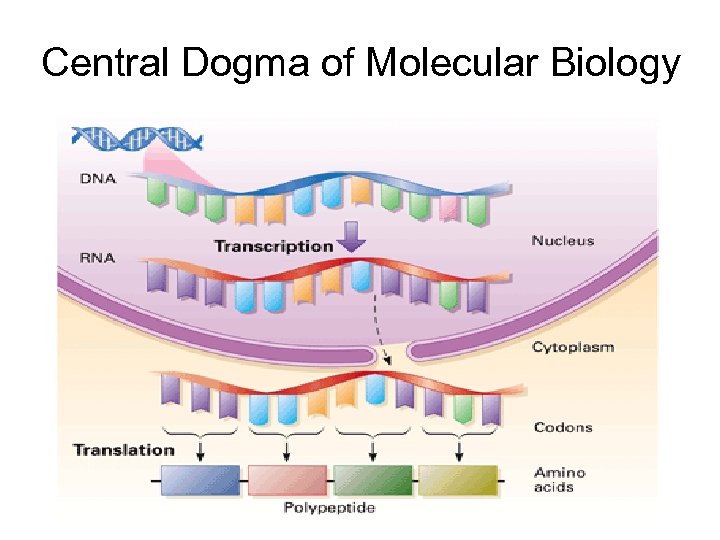 Central Dogma of Molecular Biology 