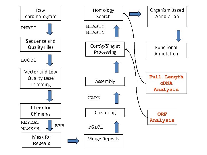 Raw chromatogram Homology Search Organism Based Annotation BLASTX BLASTN PHRED Sequence and Quality Files