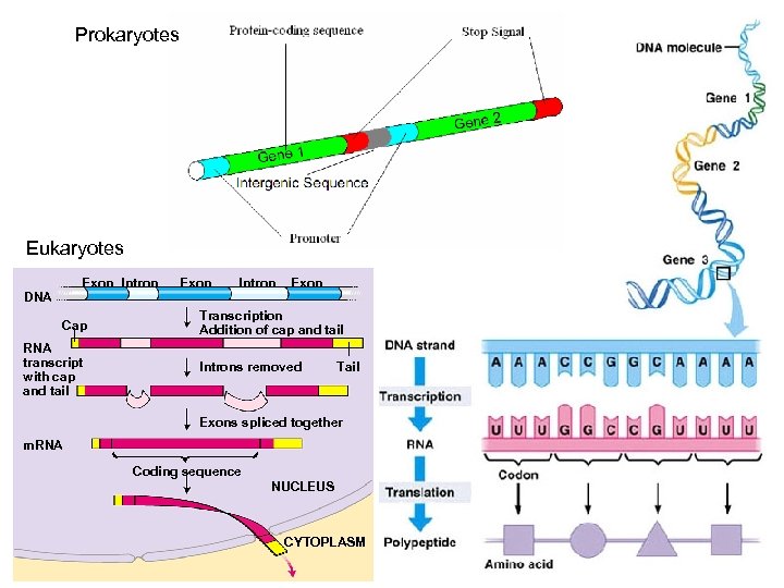 Prokaryotes Eukaryotes Exon Intron DNA Cap RNA transcript with cap and tail Exon Intron
